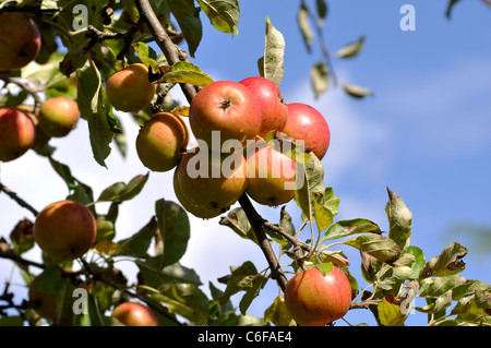 Cox`s Orange Pippin apples Stock Photo
